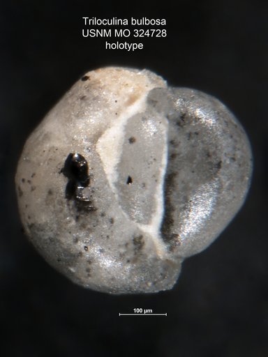 Triloculina bulbosa Cushman, 1918