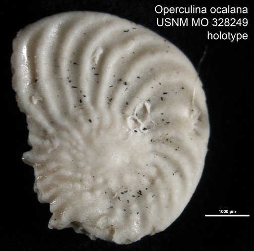 Operculina ocalana Cushman, 1921