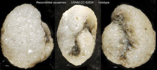 Recurvoides azuaensis Bermúdez, 1949