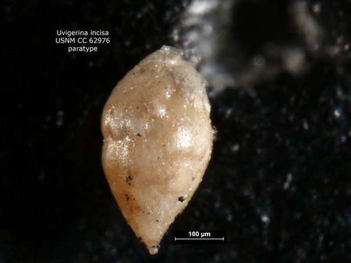 Uvigerina incisa Bermúdez, 1949