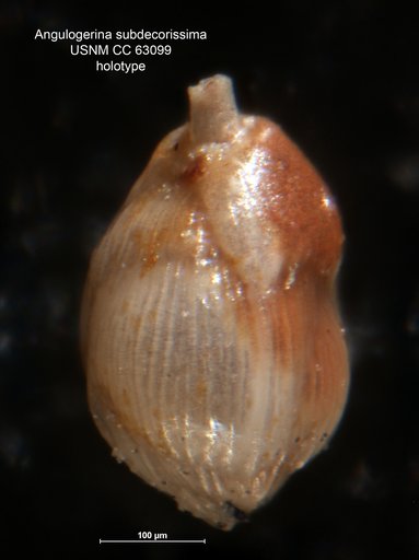 Angulogerina subdecorissima Bermúdez, 1949
