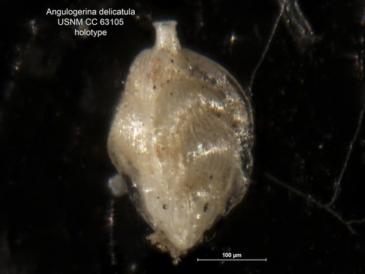 Angulogerina delicatula Bermúdez, 1949