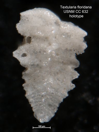 Textularia floridana Cushman, 1922
