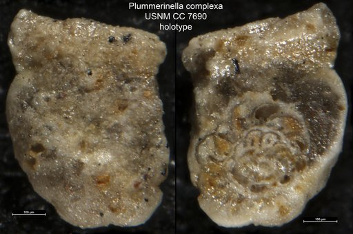 Plummerinella complexa Cushman & Waters, 1928