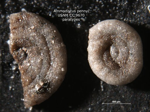 Ammodiscus pennyi Cushman & Jarvis, 1928
