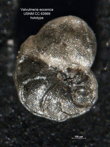 Valvulineria eocenica Cushman & Stainforth, 1951