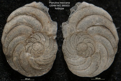 Planulina mexicana Cushman, 1927