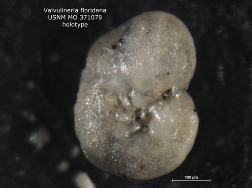 Valvulineria floridana Cushman, 1930