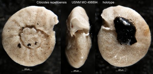 Cibicides repettoensis LeRoy, 1941