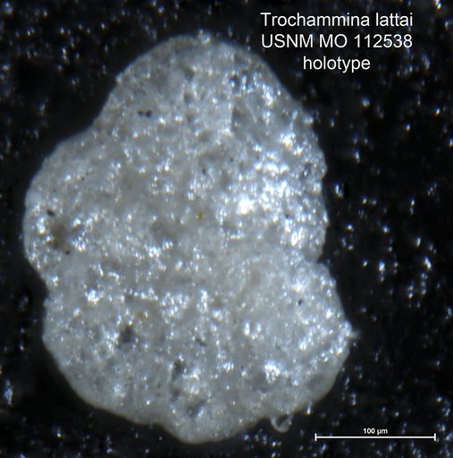 Trochammina lattai Loeblich & Tappan Loeblich, 1950
