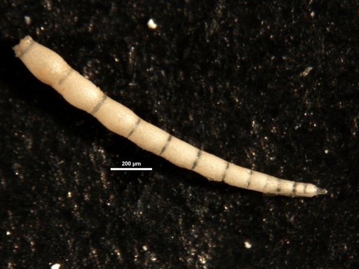 Nodosaria cocoaensis Cushman, 1925