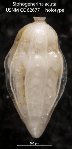 Siphogenerina acuta Bermudez, 1949