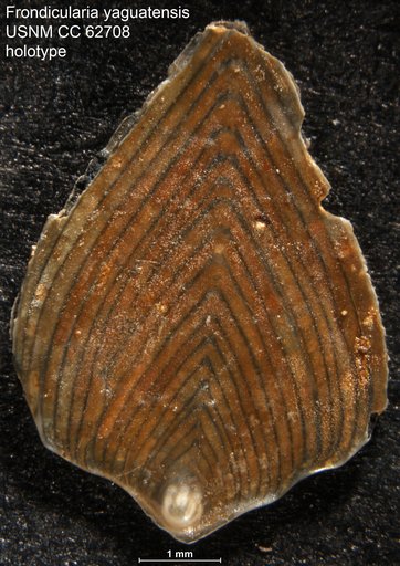 Frondicularia yaguatensis Bermúdez, 1949