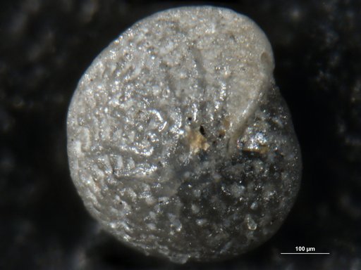 Elphidium ingressans Dorreen, 1948