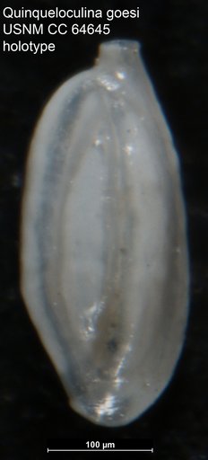 Quinqueloculina goesi Todd & Brönnimann, 1957