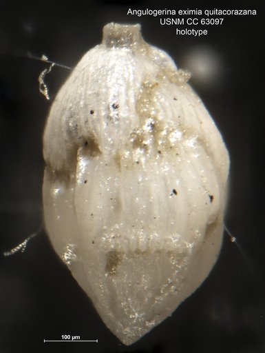 Angulogerina eximia var. quitacorazana Bermudez, 1949