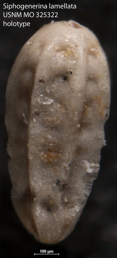 Siphogenerina lamellata Cushman, 1918