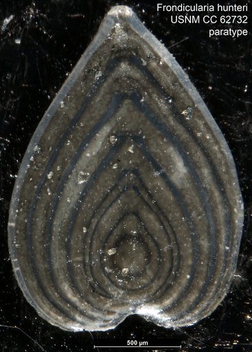 Frondicularia hunteri Bermúdez, 1949