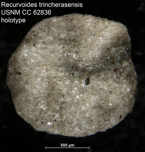Recurvoides trincherasensis Bermúdez, 1949