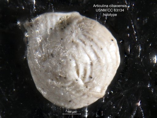 Articulina cibaoensis Bermúdez, 1949