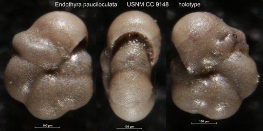 Endothyra pauciloculata Cushman & Waters, 1930