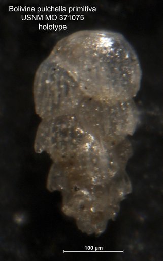 Bolivina pulchella var. primitiva Cushman, 1930