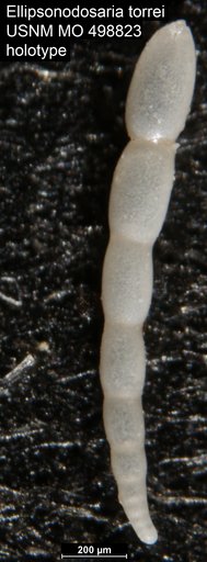 Ellipsonodosaria torrei Palmer & Bermudez, 1936