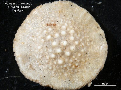 Vaughanina cubensis Palmer, 1934