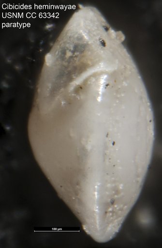Cibicides heminwayae Bermúdez, 1949