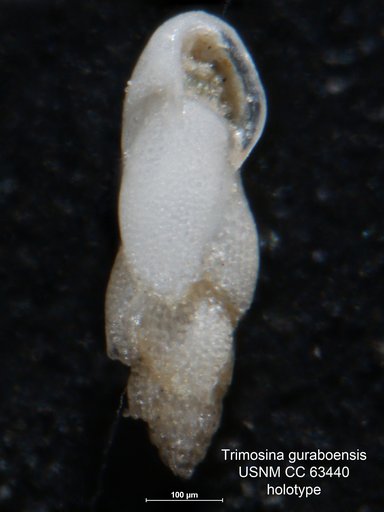 Trimosina guraboensis Bermúdez, 1949