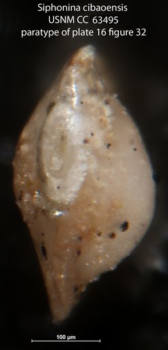Siphonina cibaoensis Bermúdez, 1949