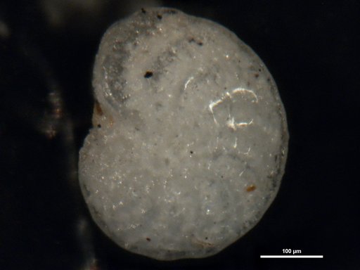 Elphidium advenum var. dispar Cushman, 1954