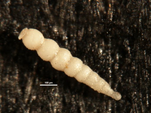 Nodogenerina cooperensis Cushman, 1933