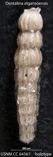 Dentalina elgansoensis Todd & Kniker, 1952