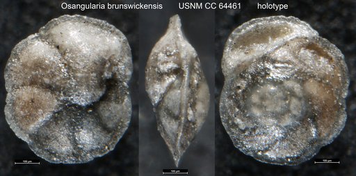 Osangularia brunswickensis Todd & Kniker, 1952