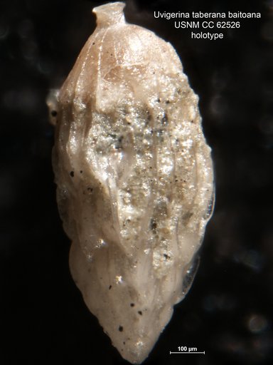 Uvigerina taberana var. baitoana Bermudez, 1949