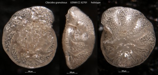 Cibicides granulosus Bermúdez, 1949
