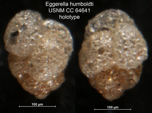 Eggerella humboldti Todd & Brönnimann, 1957