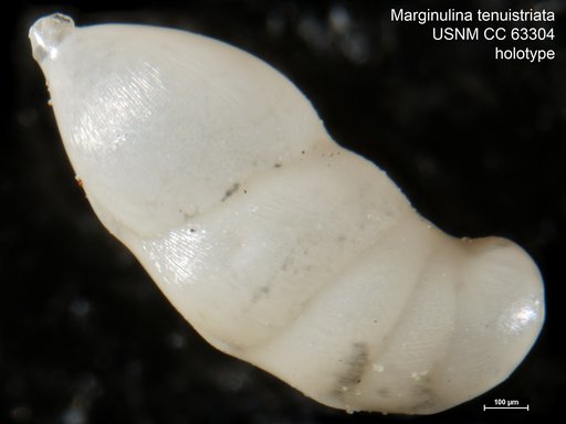 Marginulina tenuistriata Bermúdez, 1949