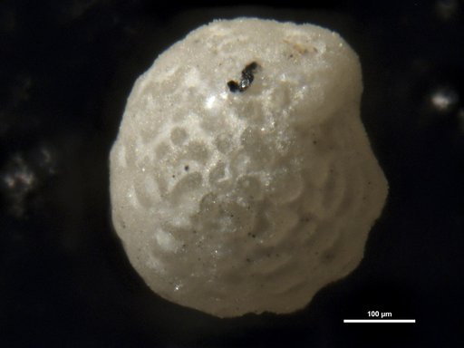 Elphidium dominicense Bermúdez, 1949