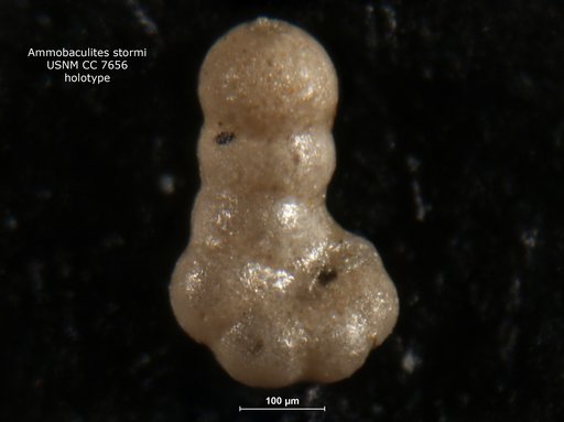 Ammobaculites stormi Cushman & Waters, 1928