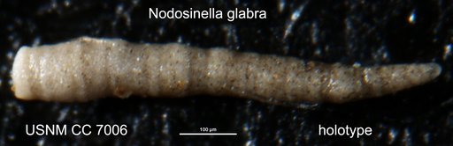 Nodosinella glabra Cushman & Waters, 1927