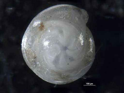 Robulus intus-vortex Bermudez, 1949