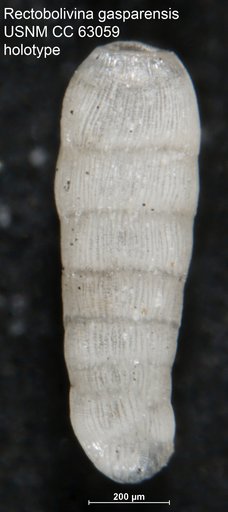 Rectobolivina gasparensis Bermúdez, 1949