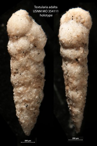 Textularia adalta Cushman, 1926