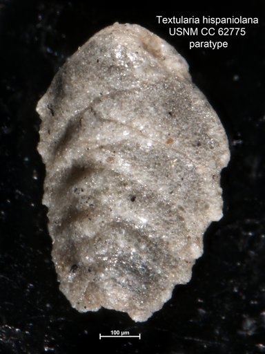 Textularia hispaniolana Bermúdez, 1949