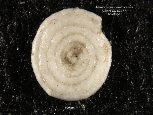 Ammodiscus dominicensis Bermudez, 1949
