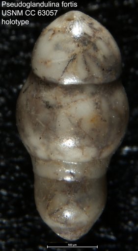Pseudoglandulina fortis Bermúdez, 1949