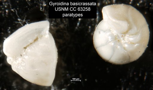Gyroidina basicrassata Bermúdez, 1949