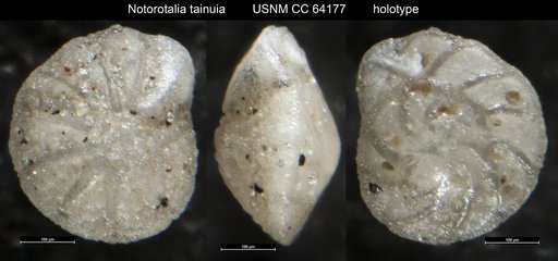 Notorotalia tainuia Dorreen, 1948